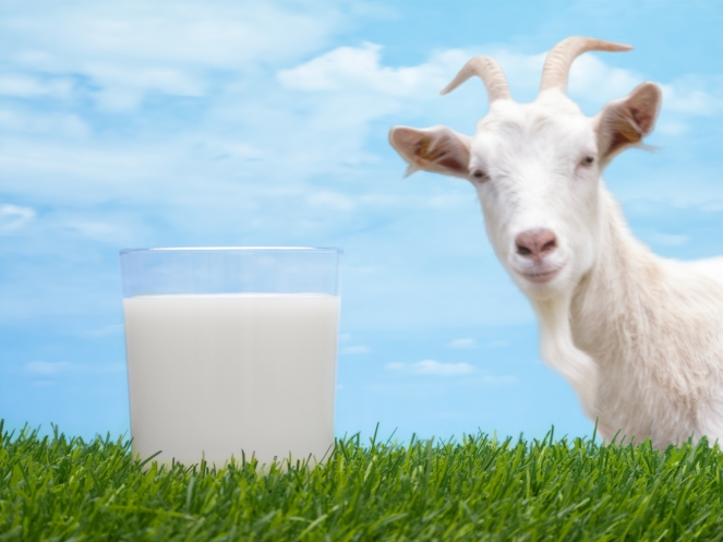 goat-milk-benefits-article